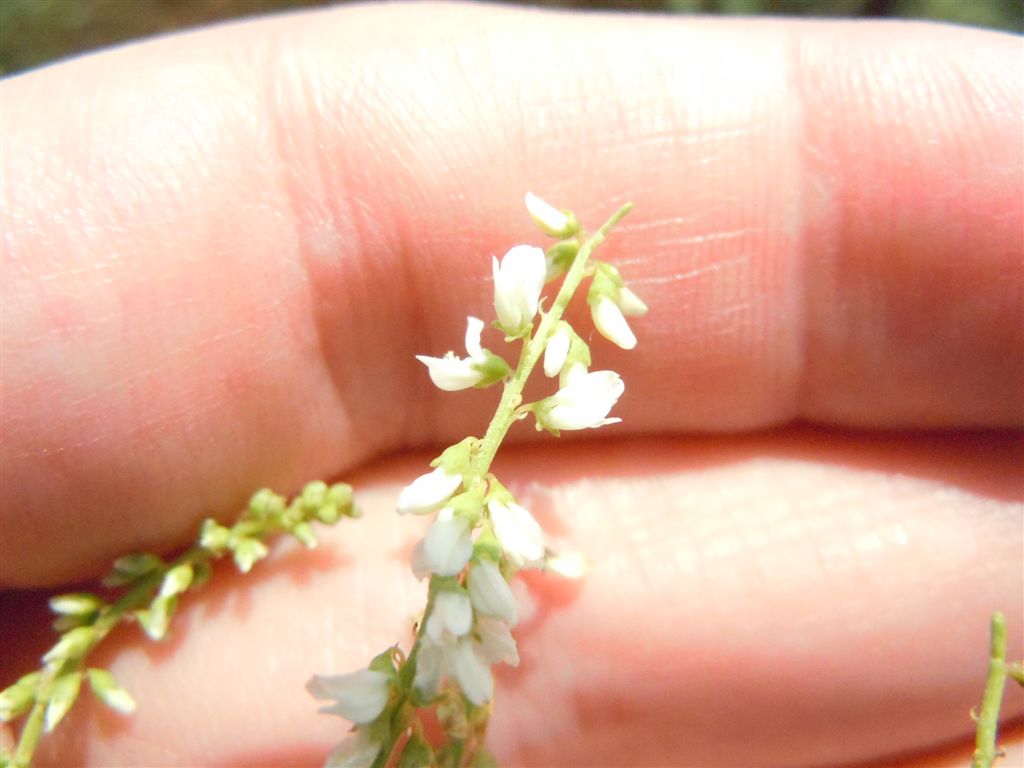 Trigonella alba (=Melilotus albus)